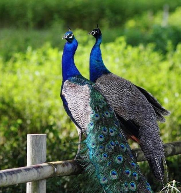 Culla Lodge Inhambane Eksteriør billede